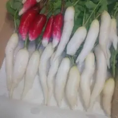 20日大根（野菜）のサムネイル