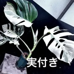 2026年最新】斑入りモンステラ ホワイトタイガーの人気アイテム - メルカリ