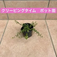 クリーピングタイムポット苗　グランドカバーのサムネイル