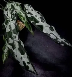 2025年最新】ピクタム アチェの人気アイテム - メルカリ