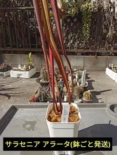 2026年最新】プレステラ 90 深鉢の人気アイテム - メルカリ