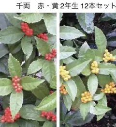 お買い得！千両(赤・黄)の2年生抜き苗12本セットB