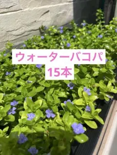 hihihihidakasann様 リクエスト 2点 まとめ商品