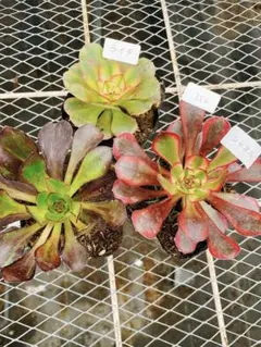 n*7様 352 ライチ3種セット アエオニウム 多肉植物 抜き苗 名前付 根っ