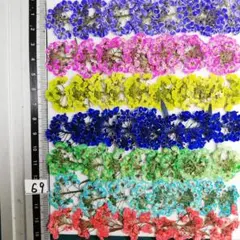 スーパーアリッサム　染め 　No69 押し花 押し花素材