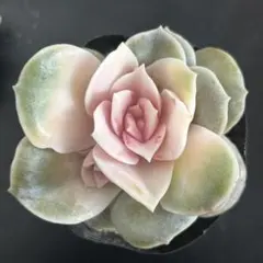 kchan様 リクエスト 3点 まとめ商品