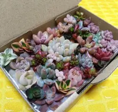 15　多肉植物　カット苗詰め合わせ　プロリフィカ　レッドベリー　¥770