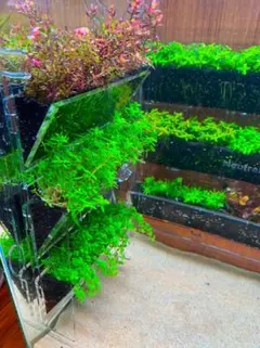 2026年最新】ada アクアデザインアマノの人気アイテム - メルカリ