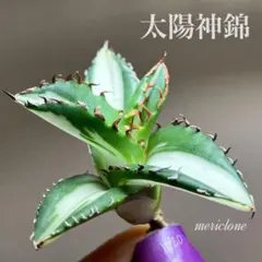 2025年最新】姫厳竜 白中斑の人気アイテム - メルカリ