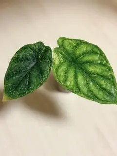 アロカシア ドラゴンスケール トリカラーのサムネイル