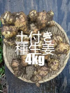 種生姜 在来マダレ生姜 4kg 千葉県産 農家直送 農薬未使用 - メルカリ