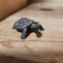 亀ちゃん