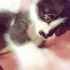 クロムハーツ パーカー