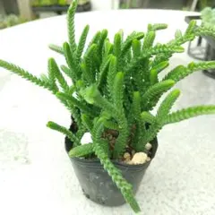 多肉植物 若緑① 抜き苗のサムネイル