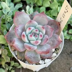 2025年最新】錦玉園 リンゼアナの人気アイテム - メルカリ