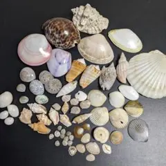 貝殻　各種