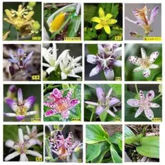 山野草 岩手産南部アツモリソウ 1株花芽1葉芽1 18-① - メルカリ