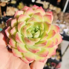 hikaru様 リクエスト 3点 まとめ商品