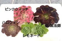 *アエオニウム　ピンクウィッチ　黒法師　ハロウィン　レモネード　カット苗*のサムネイル