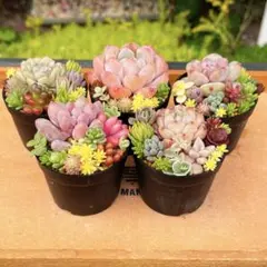 15 多肉植物の小さな寄せ植え◎そのまま飾れる◎5コセット