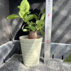 ガジュマル 根付き株 抜き苗 発根済み 観葉植物 盆栽素材 - メルカリ