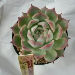 2025年最新】パステルブロッサム 多肉の人気アイテム - メルカリ