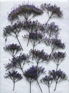 Item thumbnail for item 567bfeb2-f42b-4da6-aeb4-37c7941aa6c6