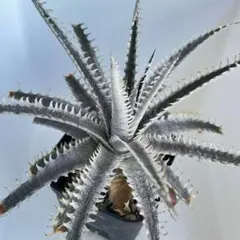 2026年最新】Dyckia amazonicoの人気アイテム - メルカリ