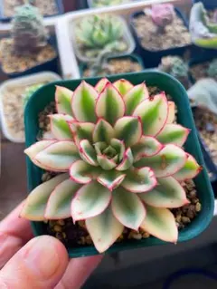 Echeveria white champagne錦 ピンク覆輪 多肉植物 抜き - メルカリ