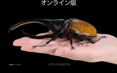 オンライン版 いきもの大図鑑カブトムシ カブトムシ04 ヘラクレス・タカクワイのサムネイル