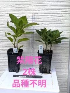 紫陽花　苗　2ポットのサムネイル