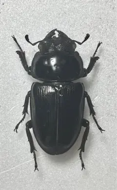 レギウスオオツヤクワガタ ワイルドオス標本 - メルカリ