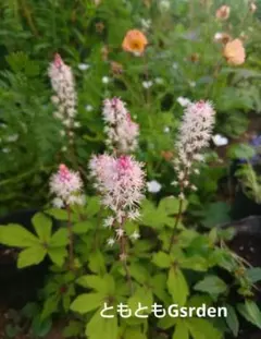 ynztangon様 リクエスト 4点 まとめ商品