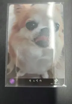 【匿名配送】超特急　リョウガ　トレカ　ティアラ　297