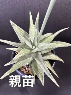 ◾️アロエ TCT ハイブリッド【親株】メルカリ便 送料込み Aloe hyb アロエ TCT ハイブリッド - メルカリ