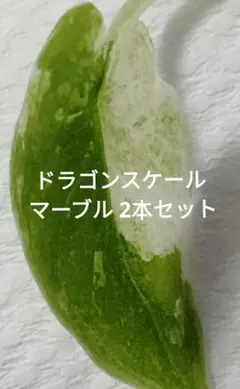 アロカシア ドラゴンスケール マーブル 2本セット TC アロカシア ドラゴンスケール マーブル 2本セット TC