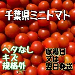 本日発送 明日お受け取り可能な方限定☆ 訳あり ミニトマト 規格外品 3