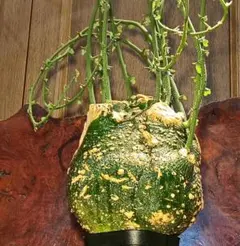 赤字セール❇️発根済み❗️アデニア　プセウド　グロボーサ　現地球♻️ 値下げ不可 Yahoo!オークション - 発根済 アデニア プセウドグロボーサ