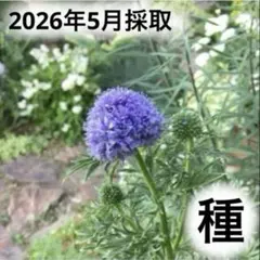 青い花♪ ギリア カピタータ レプタンサブルー 種 50粒以上