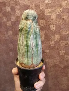 希少個体 特選株 ユーフォルビア オベサ 