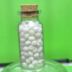 貝殻No290