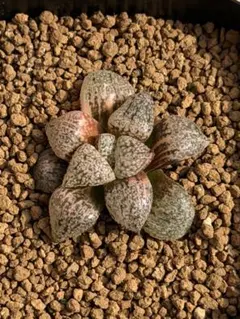 Bepo様 リクエスト 2点 まとめ商品