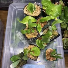 P.ridleyi Pakarang リドレイ パカラン 胞子培養株5個セット - メルカリ