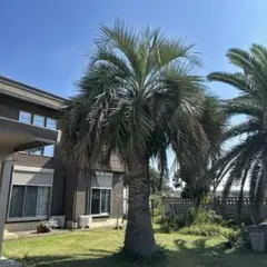 ソテツ『超特大サイズ』近畿地方限定配達&植込み無料❗️その他地方の