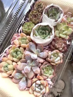 現品発送❣️ピンク系特大詰め合わせパック❣️多肉植物 韓国苗 寄せ植えのサムネイル