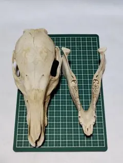 ウリボウ(Sus scrofa)の頭骨