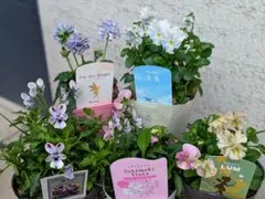 2026年最新】フェデネージュの人気アイテム - メルカリ