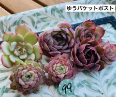 99 多肉植物　多肉弁当　詰め合わせ　寄せ植え　セット　カット苗　韓国苗　エケ