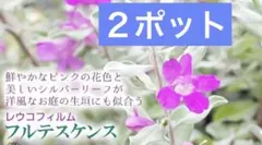 2025年最新】レウコフィラムの人気アイテム - メルカリ