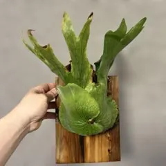 2026年最新】コロナリウムの人気アイテム - メルカリ